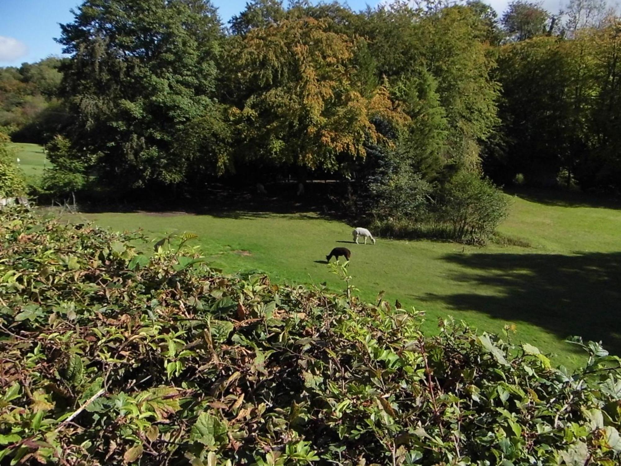 アンマンフォード The Mill At Glynhir Bed & Breakfast エクステリア 写真